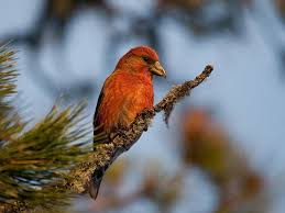 Image result for Loxia curvirostra