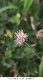 Attēlu rezultāti vaicājumam “Galinsoga quadriradiata flower”