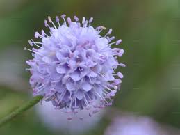 Image result for Succisella inflexa