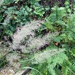Attēlu rezultāti vaicājumam “Calamagrostis arundinacea leaf”