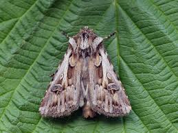 Attēlu rezultāti vaicājumam “Agrotis vestigialis”