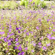 Image result for Legousia speculum-veneris