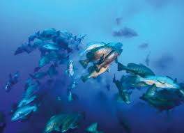 Image result for Polysteganus undulosus