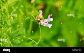 Attēlu rezultāti vaicājumam “Acinos arvensis flower”
