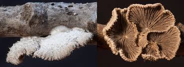 Attēlu rezultāti vaicājumam “Schizophyllum commune”