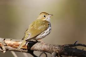 Image result for Seiurus aurocapilla