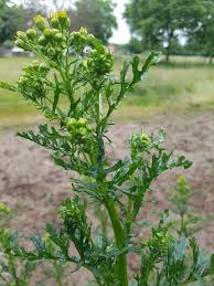Attēlu rezultāti vaicājumam “Jacobaea vulgaris”