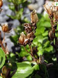Attēlu rezultāti vaicājumam “Veronica longifolia fruit”