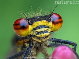 Attēlu rezultāti vaicājumam “Pyrrhosoma nymphula”