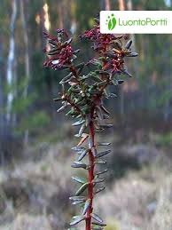 Attēlu rezultāti vaicājumam “Empetrum nigrum flower”
