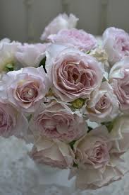 「花薔薇エルフ」の画像検索結果