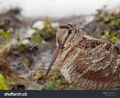 Attēlu rezultāti vaicājumam “Scolopax rusticola”