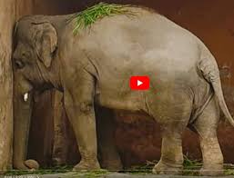 Image result for sad elephant