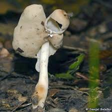 Attēlu rezultāti vaicājumam “Helvella elastica”