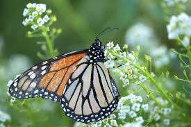 Image result for Alyssum diffusum