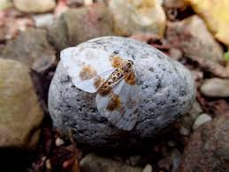 Attēlu rezultāti vaicājumam “Abraxas sylvata”