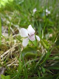 Attēlu rezultāti vaicājumam “Viola rupestris flower”
