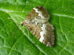 Attēlu rezultāti vaicājumam “Perizoma affinitata”