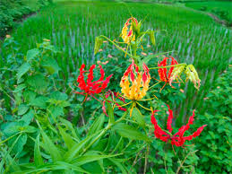 Attēlu rezultāti vaicājumam “Colchicaceae”