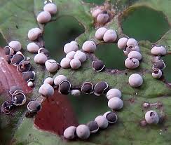 Attēlu rezultāti vaicājumam “Diderma testaceum macro”