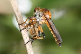 Attēlu rezultāti vaicājumam “Asilidae”