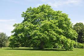 Attēlu rezultāti vaicājumam “Juglans cinerea”