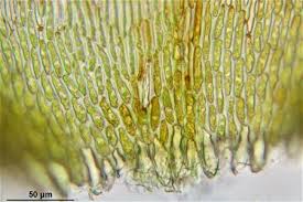 Attēlu rezultāti vaicājumam “Campylium stellatum”