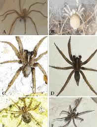 Attēlu rezultāti vaicājumam “Tegenaria sp.”