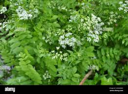 Attēlu rezultāti vaicājumam “Berula erecta”