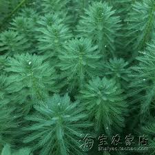 「粉綠狐尾藻」的圖片搜尋結果