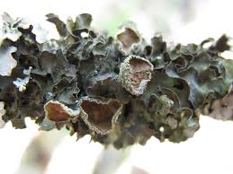 Attēlu rezultāti vaicājumam “Pleurosticta acetabulum”