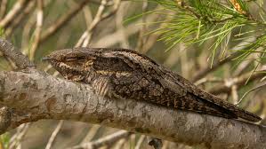 Attēlu rezultāti vaicājumam “Caprimulgus europaeus adult”