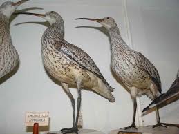 Image result for Numenius tenuirostris