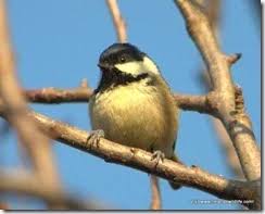 Attēlu rezultāti vaicājumam “Periparus ater”