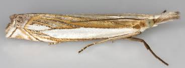 Attēlu rezultāti vaicājumam “Crambus pratella”