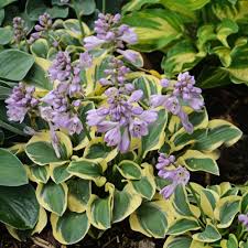 Attēlu rezultāti vaicājumam “Hosta sp. flower”