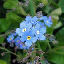 Image result for Myosotis sylvatica