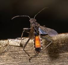 Attēlu rezultāti vaicājumam “Alydus calcaratus imago”