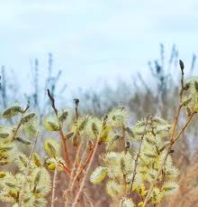 Attēlu rezultāti vaicājumam “Salix daphnoides”
