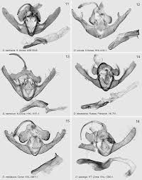 Attēlu rezultāti vaicājumam “Deltote bankiana”