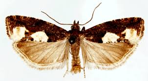 Attēlu rezultāti vaicājumam “Epirhoe tristata”