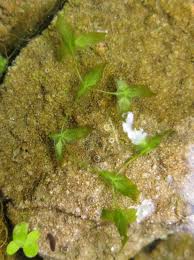 Attēlu rezultāti vaicājumam “Lemna trisulca”