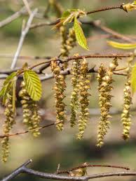 Attēlu rezultāti vaicājumam “Carpinus caroliniana male flower”