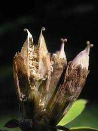 Attēlu rezultāti vaicājumam “Gentiana cruciata bud”