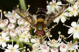 Attēlu rezultāti vaicājumam “Leucozona glaucia”
