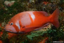 Image result for Chrysoblephus cristiceps