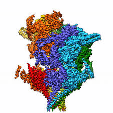 Attēlu rezultāti vaicājumam “Colloderma oculatum plasmodium”