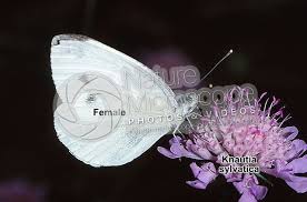 Attēlu rezultāti vaicājumam “Pieris brassicae female”