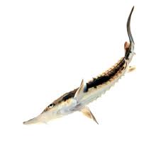 Image result for Scaphirhynchus platorynchus