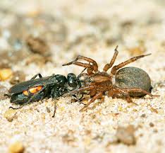 Attēlu rezultāti vaicājumam “Anoplius viaticus”